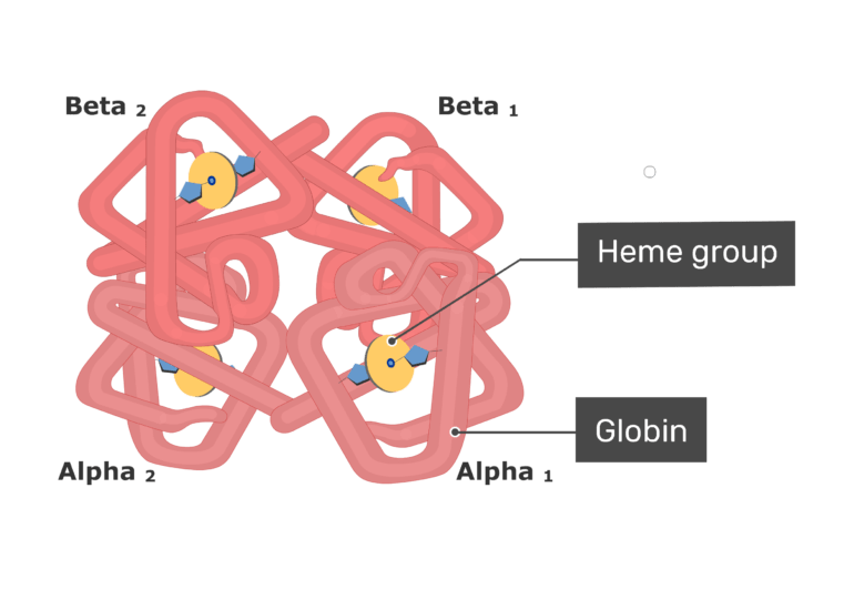 Hemoglobin Structure Function And Diagram GetBodySmart