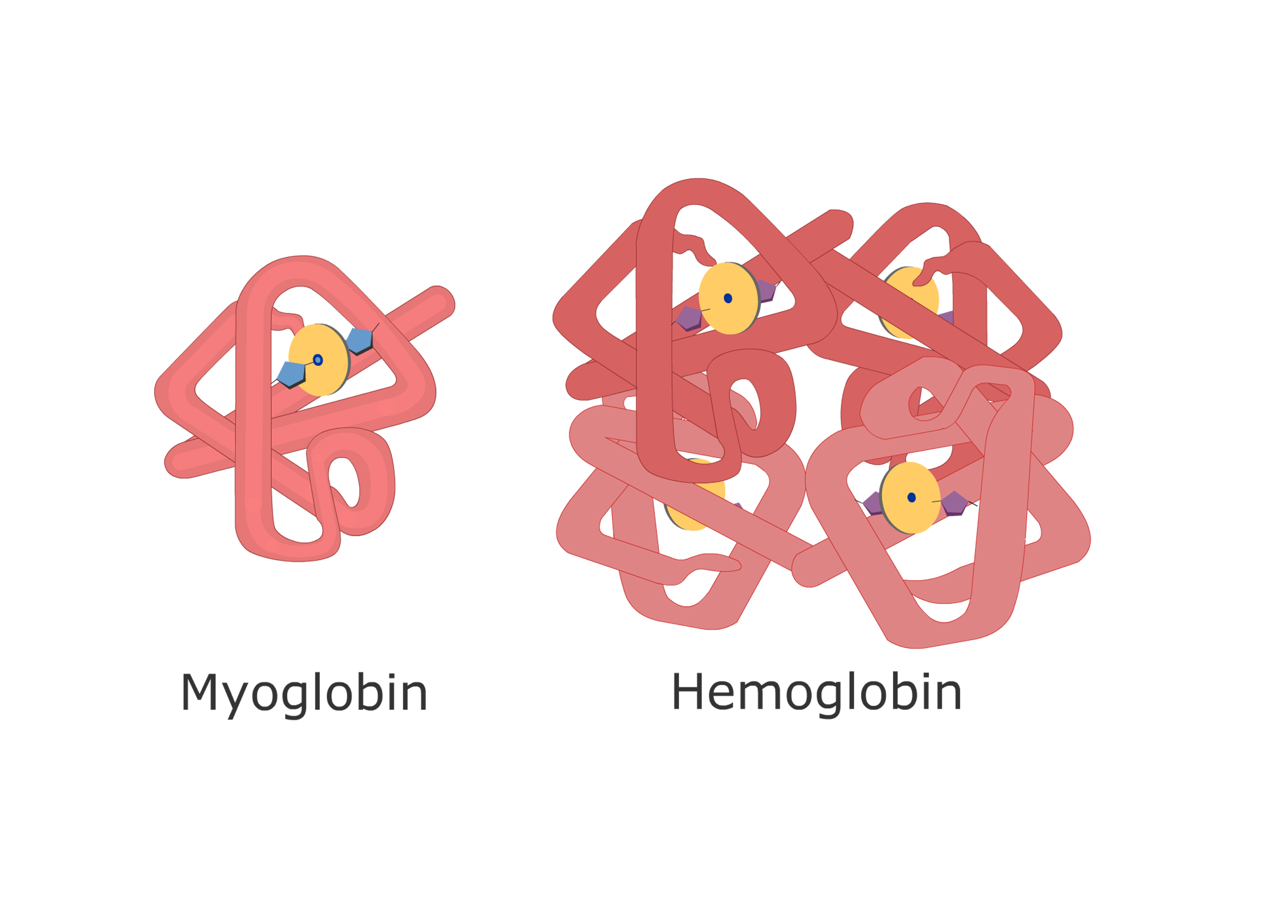 DIAGRAM Structure Of Myoglobin Diagram MYDIAGRAM ONLINE
