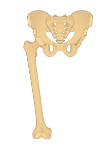 Lower Limb Bones Anatomy • Bones of the Lower Extremity