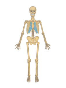 Bone Anatomy Quiz