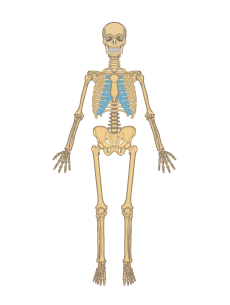 Skeletal System Anatomy Function