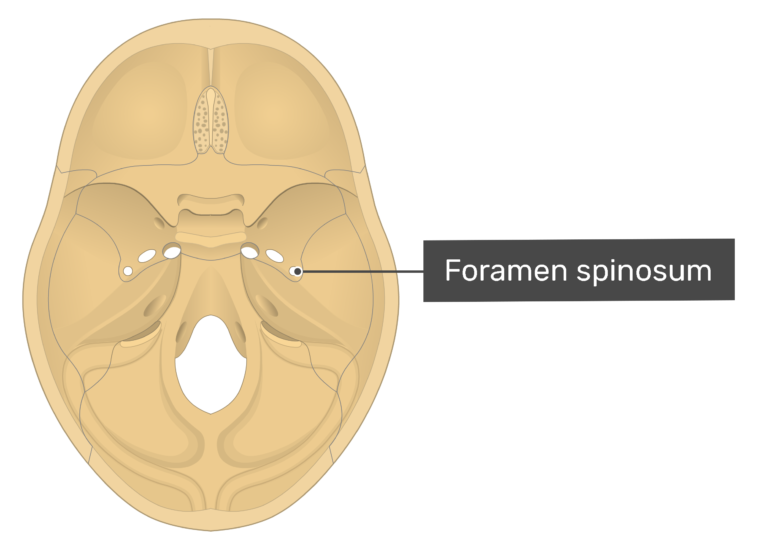 Foramen Spinosum Is An Anatomical Structure Foramen I 9023