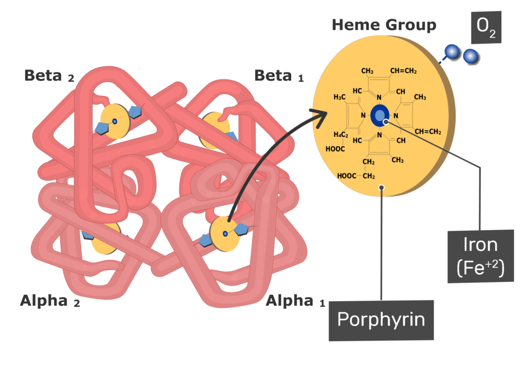 oxygen heme bound to hemoglobin