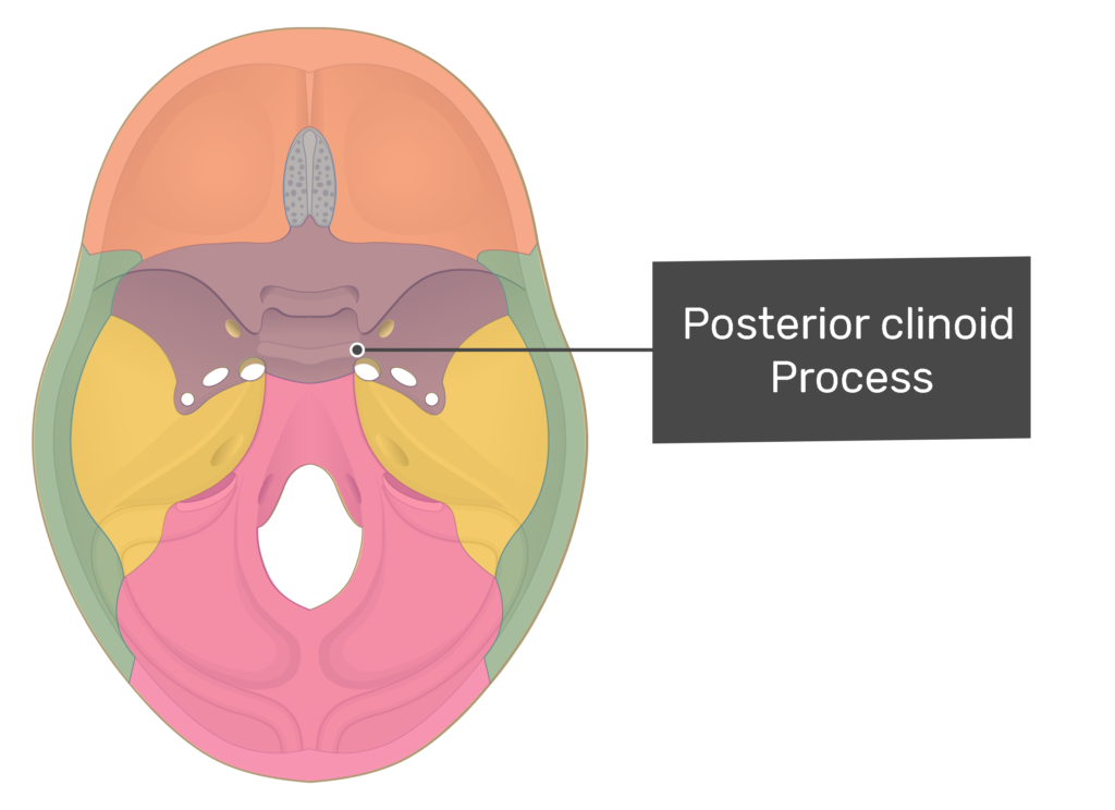 posterior clinoid process