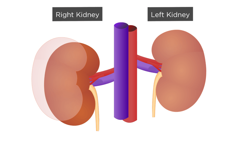 Interactive Guide to the Urinary System