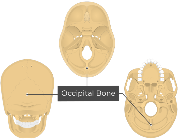 Cranium Occiptal Bone Anatomy 3362