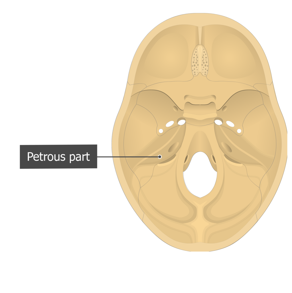 temporal bone petrous