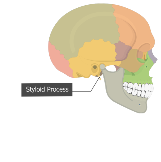 File Styloid Process Of Temporal Bone Lateral View Png Wikimedia | My ...