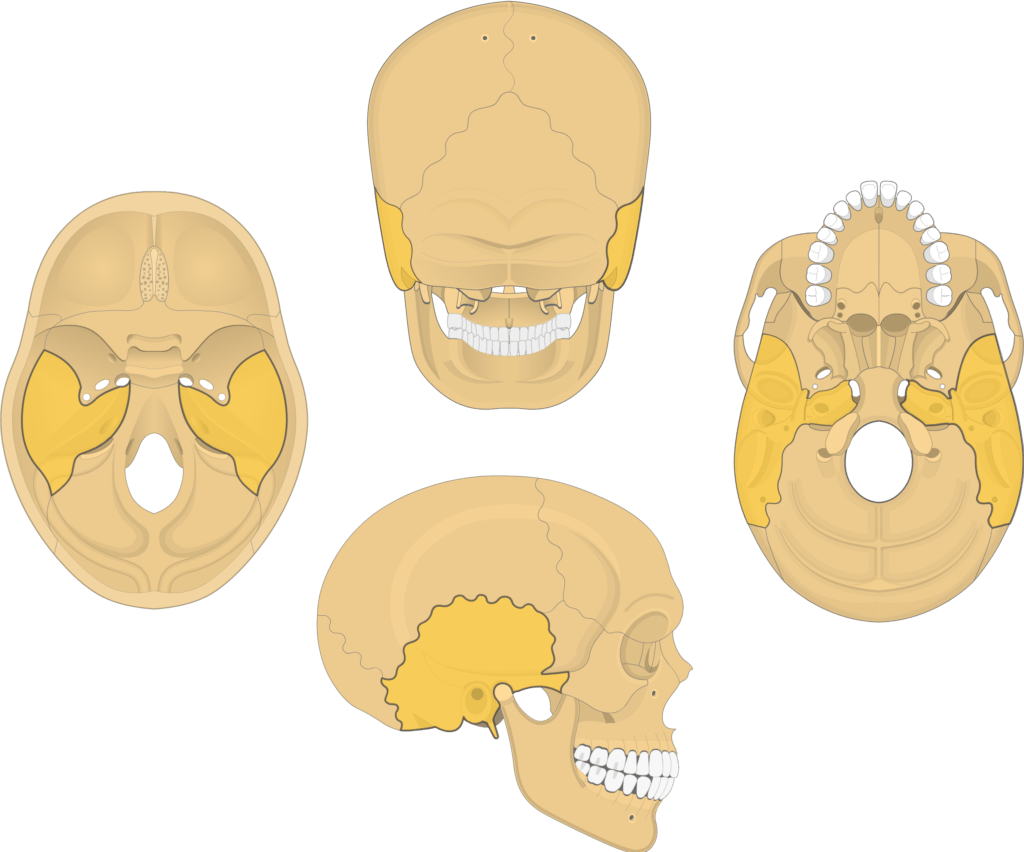 Skull Anatomy, Bones in The Skull