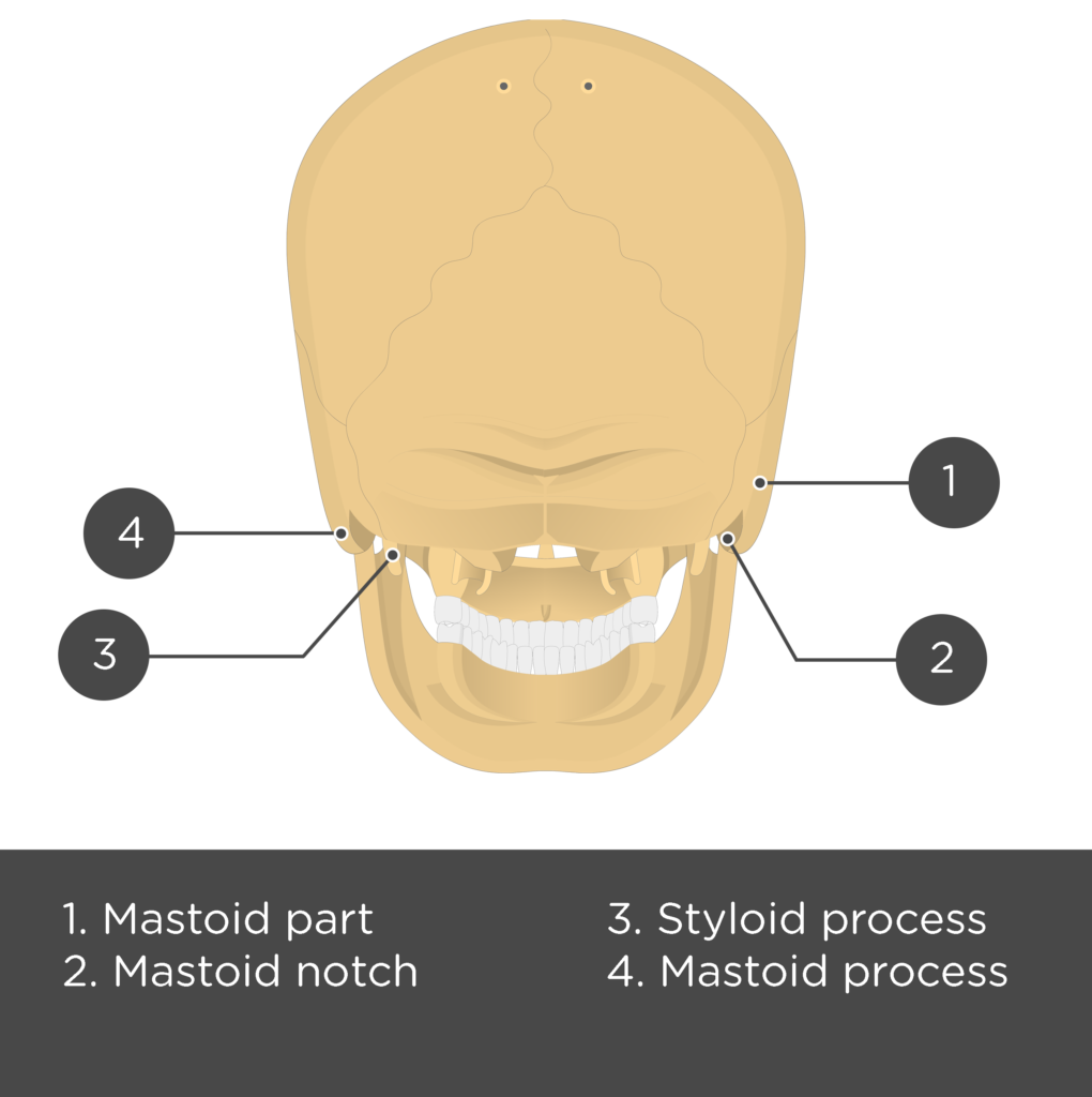 mastoid process palpation