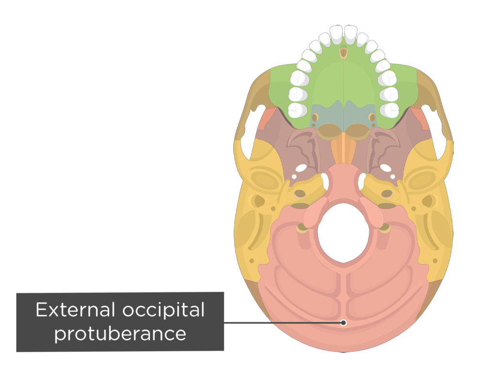 occipital bone unlabeled