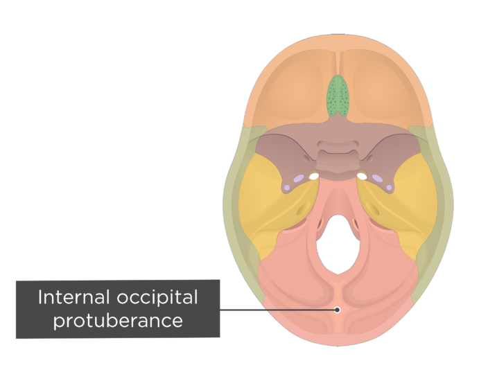 External And Internal Occipital Protuberance 9551