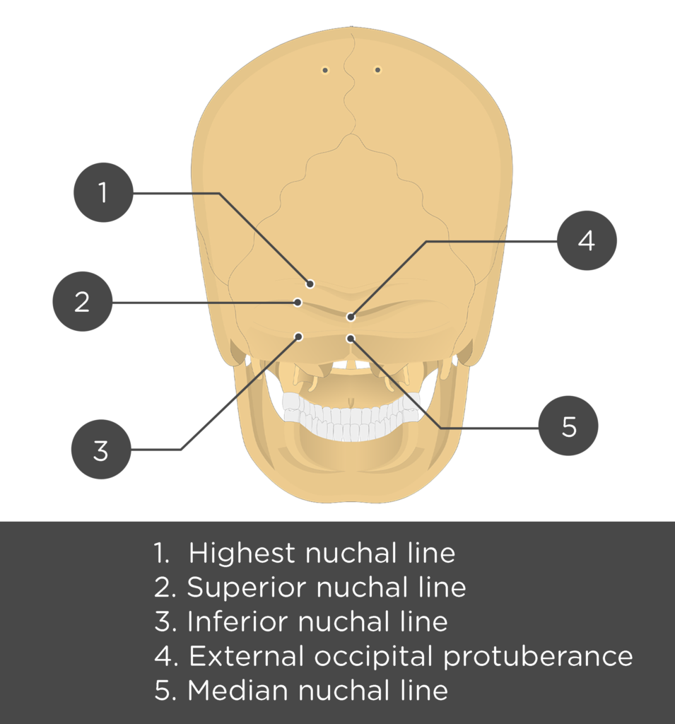 Superior Nuchal Line Of Occipital Bone 7439
