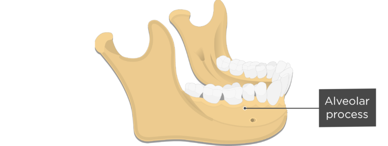 condylar process of mandible