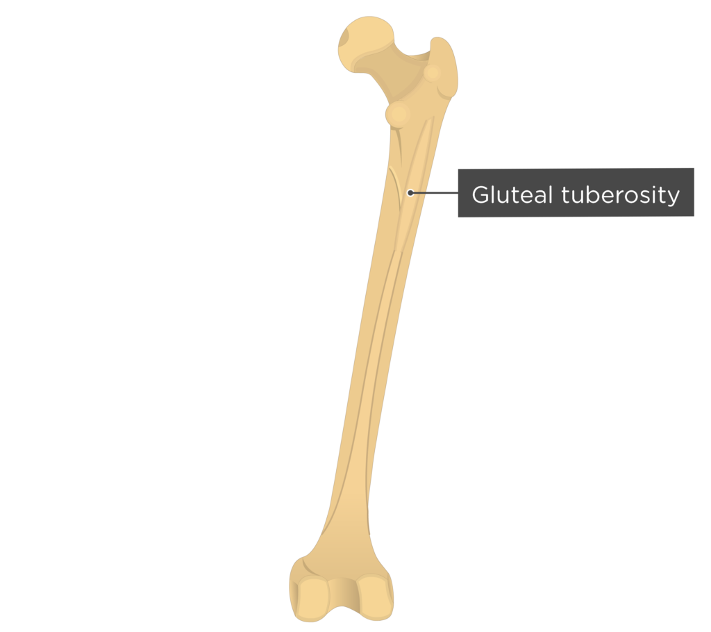 gluteal tuberosity
