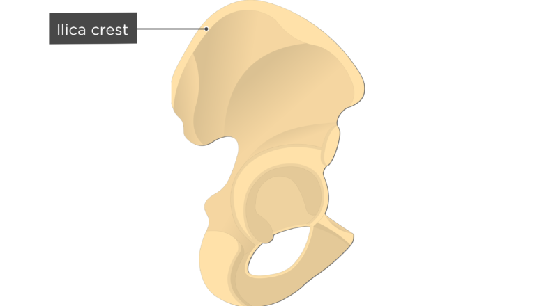 Unlabeled Coxal Bone The Pelvic Girdle And Pelvis Anatomy And