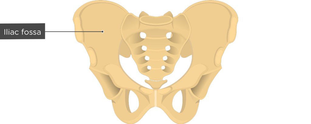 Body fell. Anterior Superior iliac Spine. Pubic Crest. Антериор Супериор плоскости.