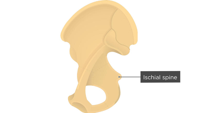 ischial spine