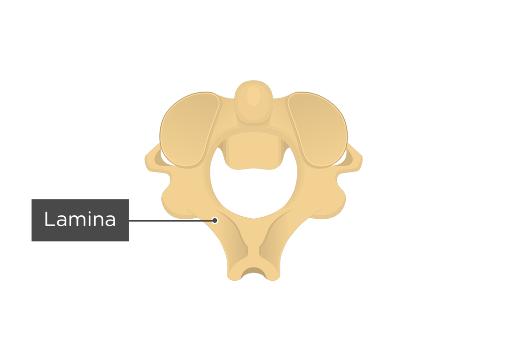 pivot joint neck diagram