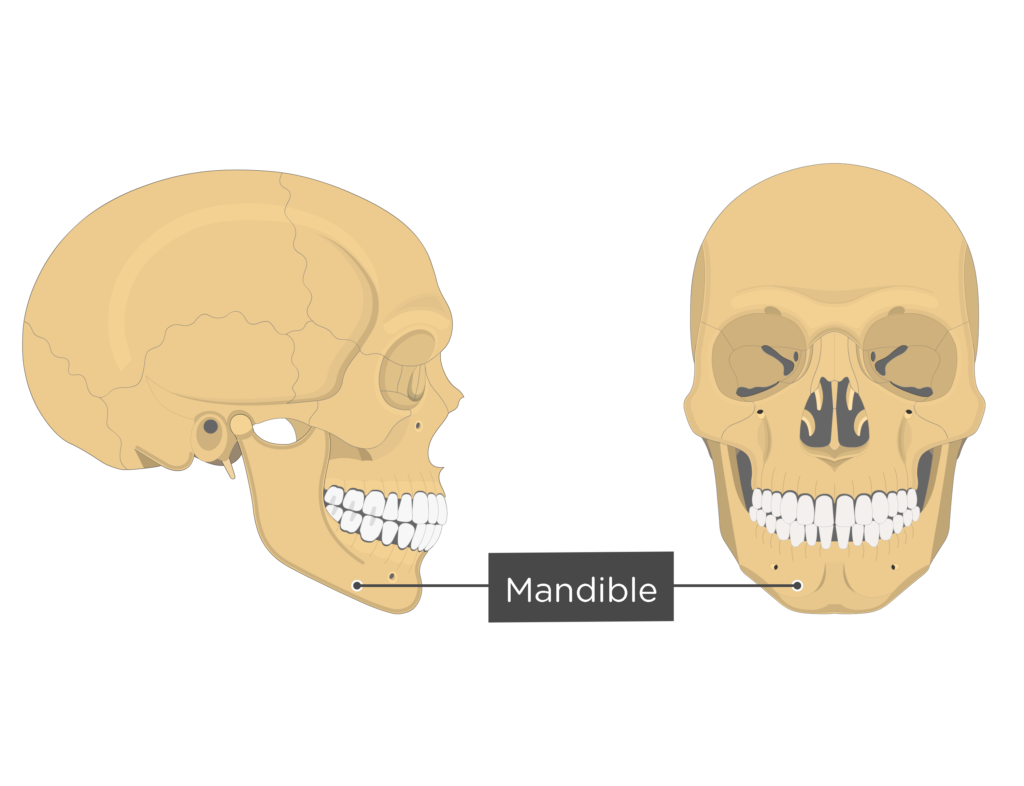 Mandible Bone Anatomy And Labeled Diagram GetBodySmart