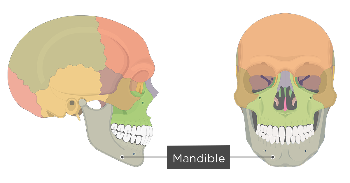 mandible and maxilla anatomy