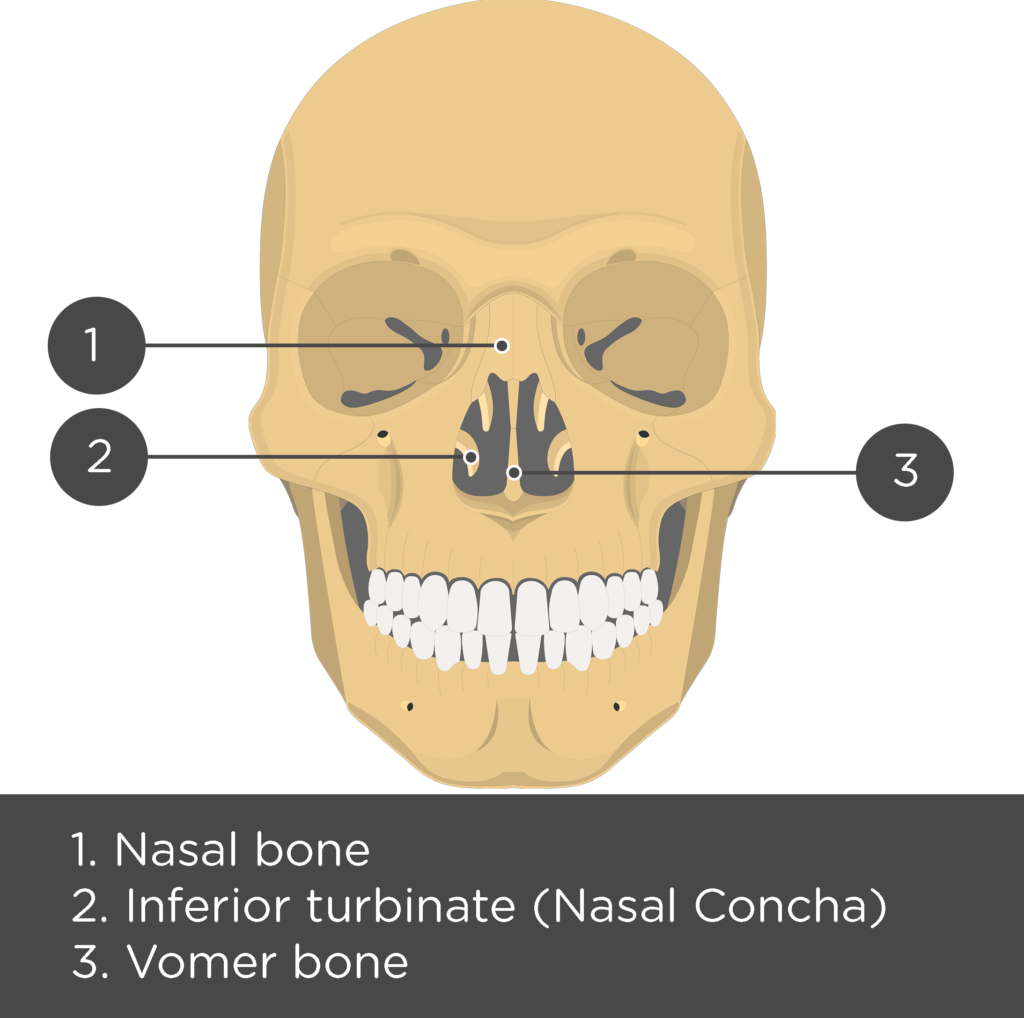 nasal bones