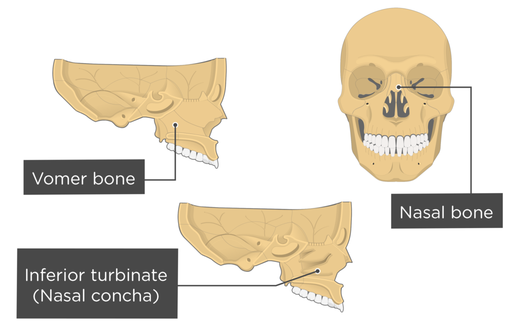 choanae skull