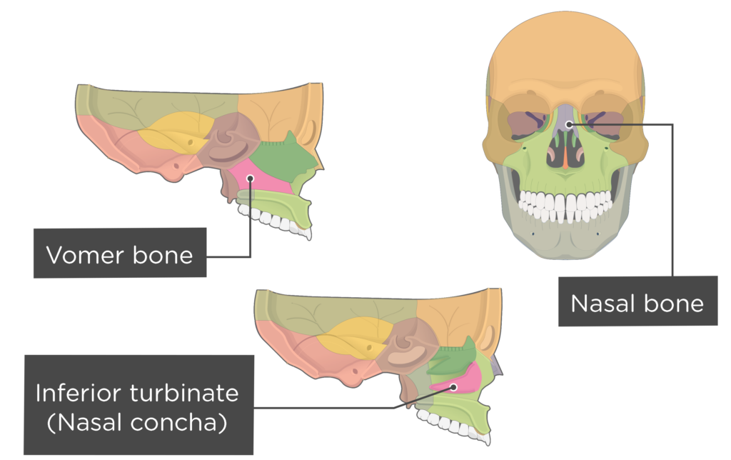 nasal bones