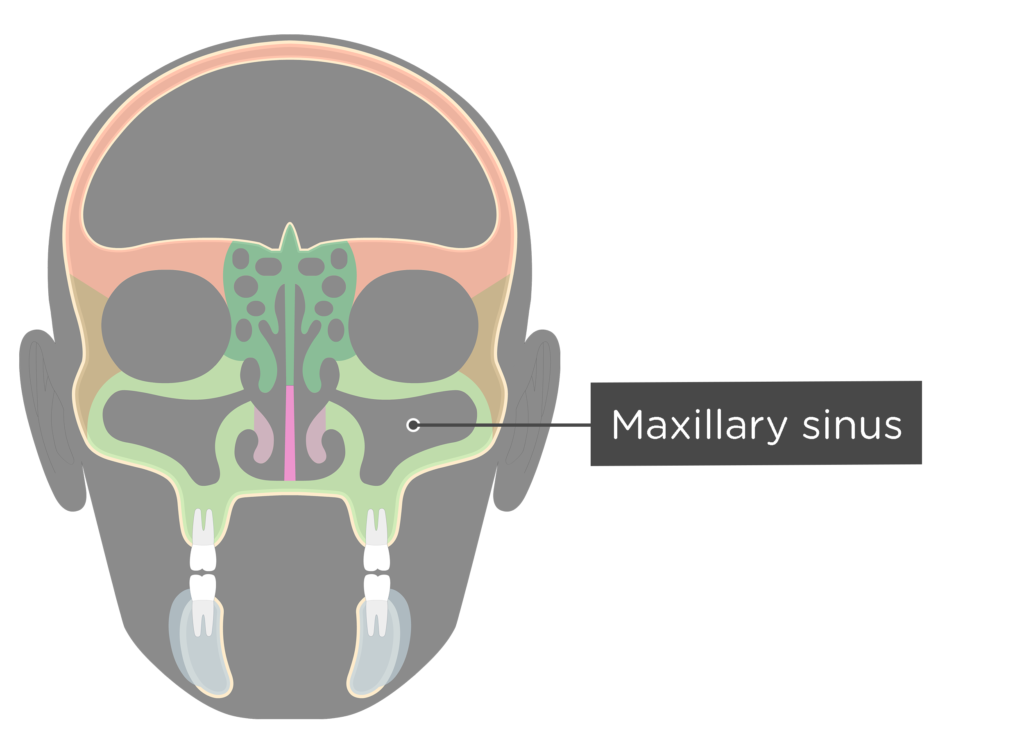 maxillary sinus skull