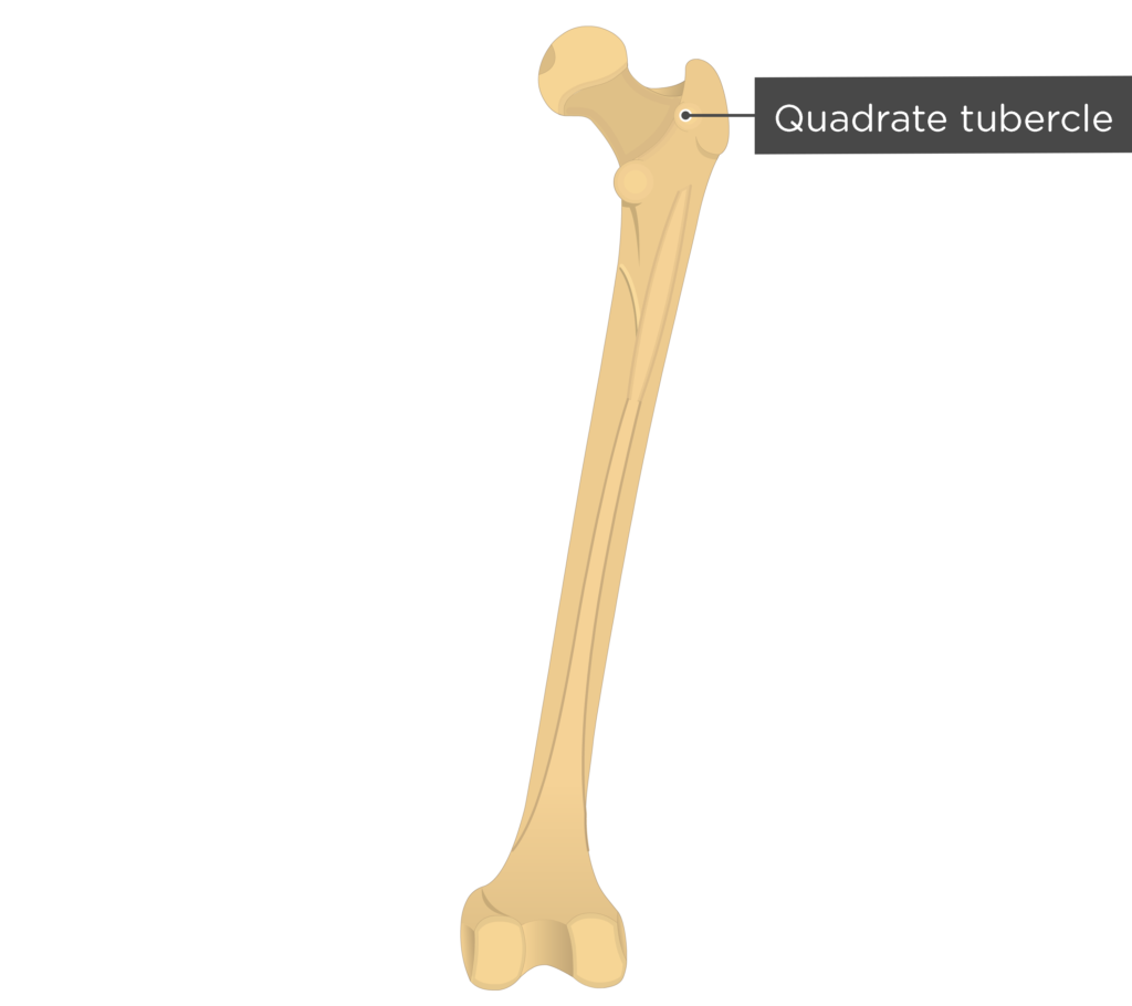 greater tubercle of femur