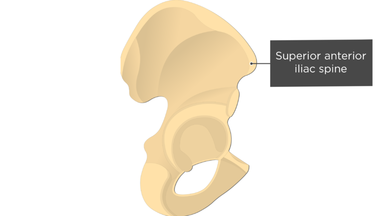 Hip Bone Anatomy - Lateral or External Markings