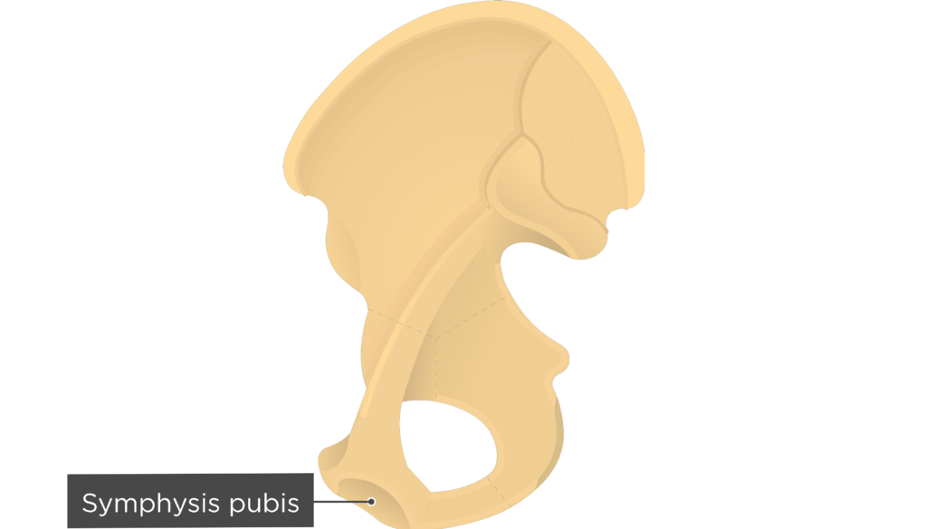 Pelvis - Female highlighting normal anatomical bones. Shown are the ilium, iliac  crest, sacrum, coccyx, superior pubic ramus, inferior pubic ramus, and  femurs. Stock Illustration