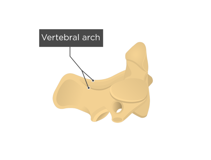 vertebral arch