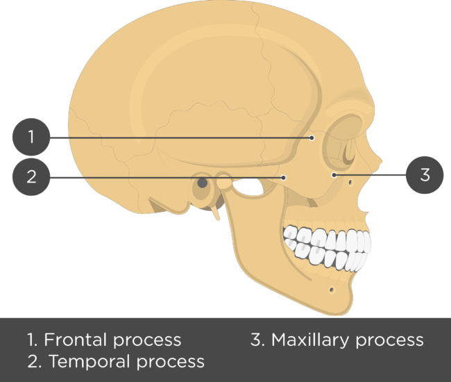zygomatic arch function