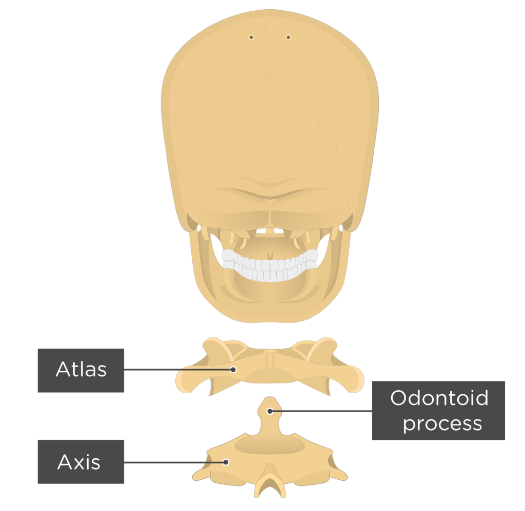 Axis Bone Anatomy Getbodysmart