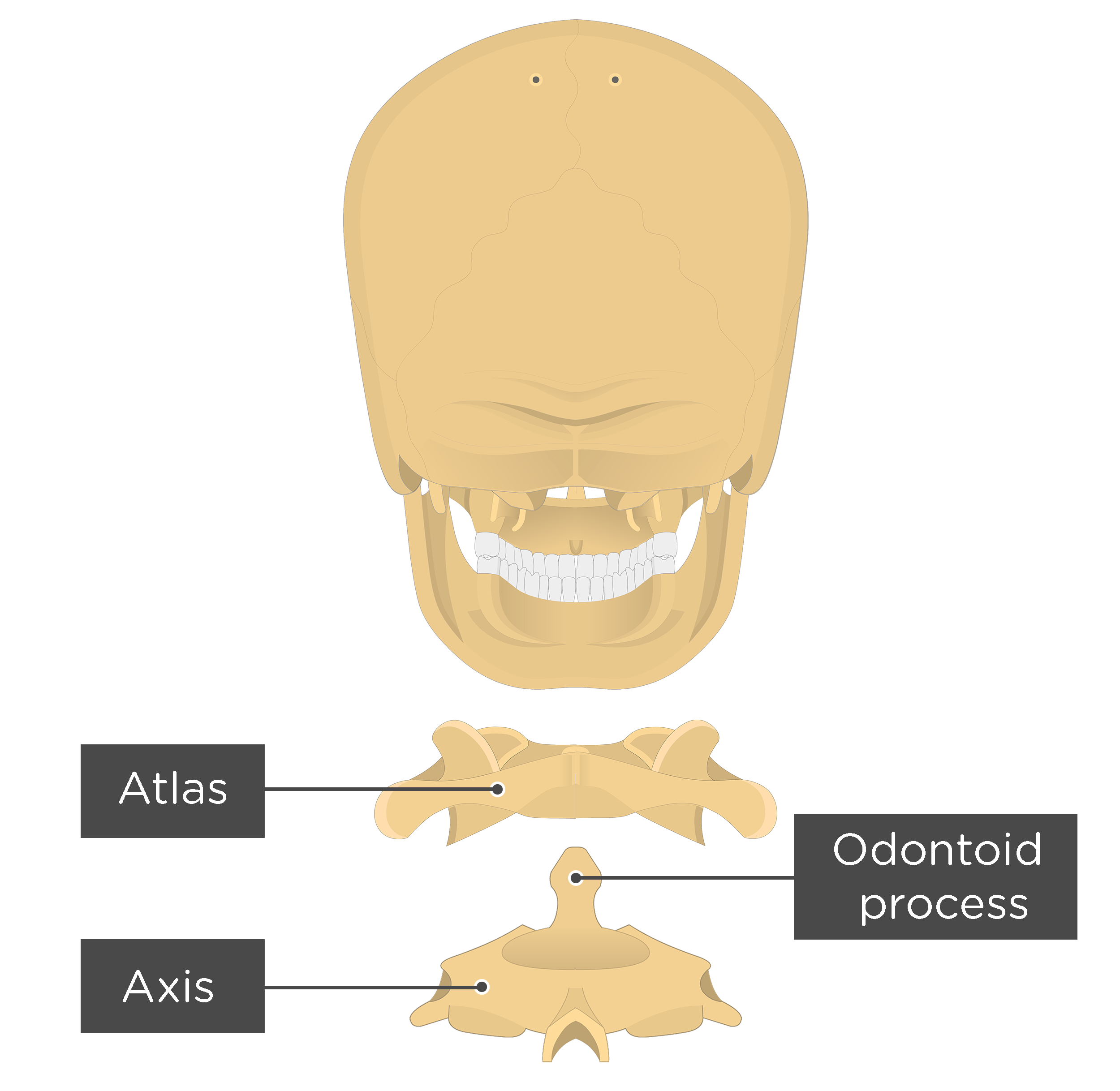 dens anatomy