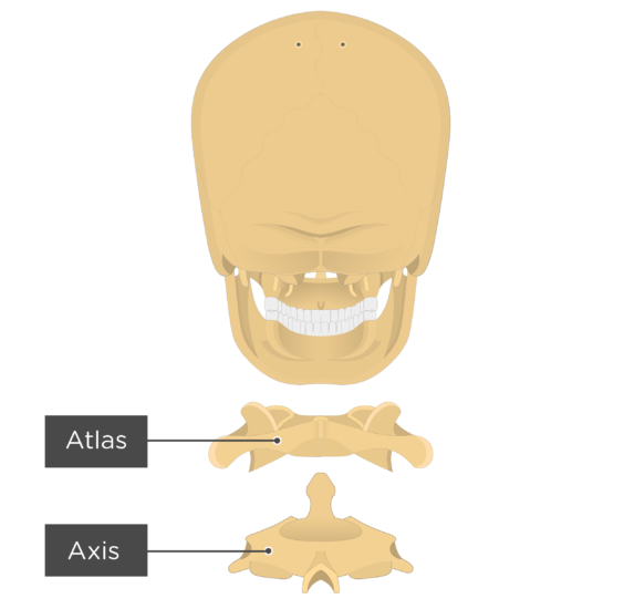 Atlas Bone Anatomy Getbodysmart 7145