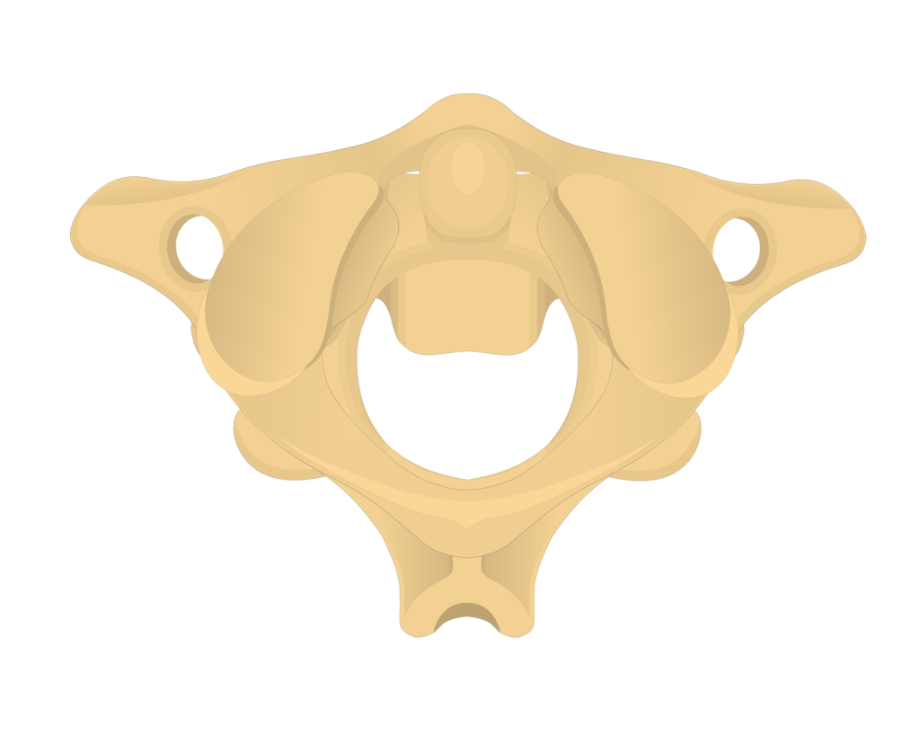 cervical vertebrae blank diagram