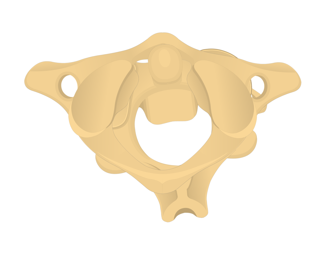 atlas vertebra unlabeled