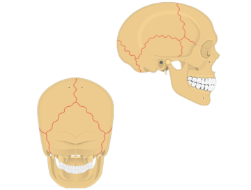 Cranial Bones Of The Skull Anatomy Cranium Of The Skull