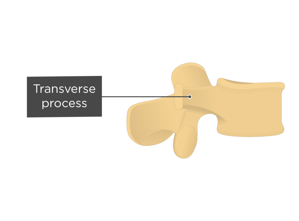 UMLS:C0012249] - Lumbar vertebrae [LI-LV] : Transverse process