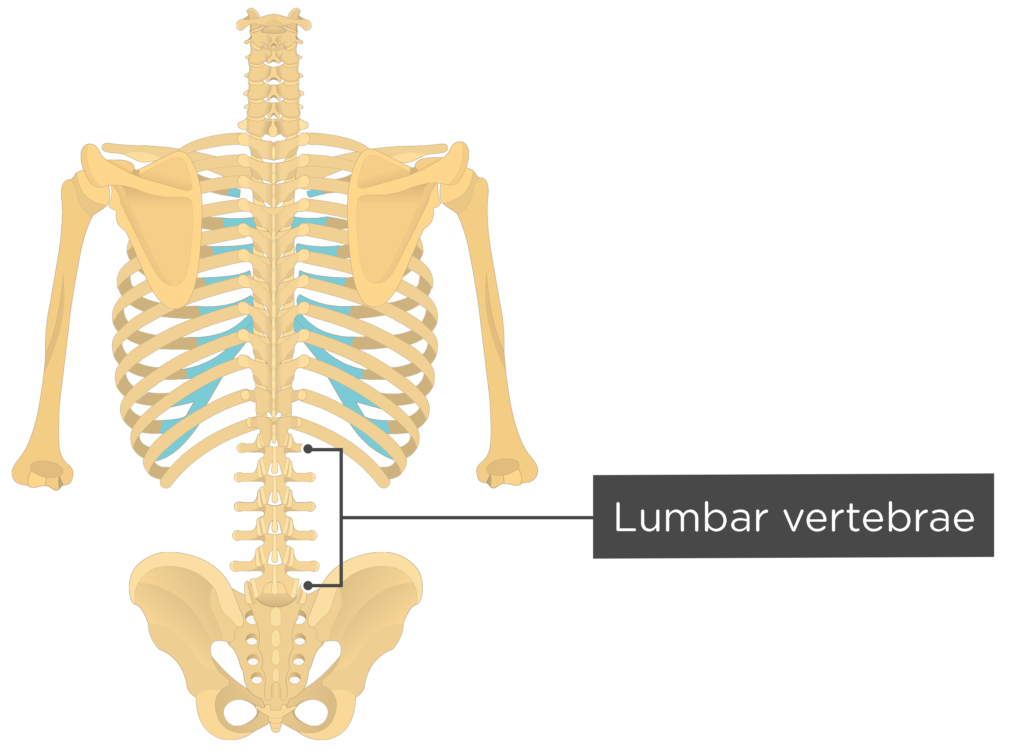 vertebral column diagram labeled