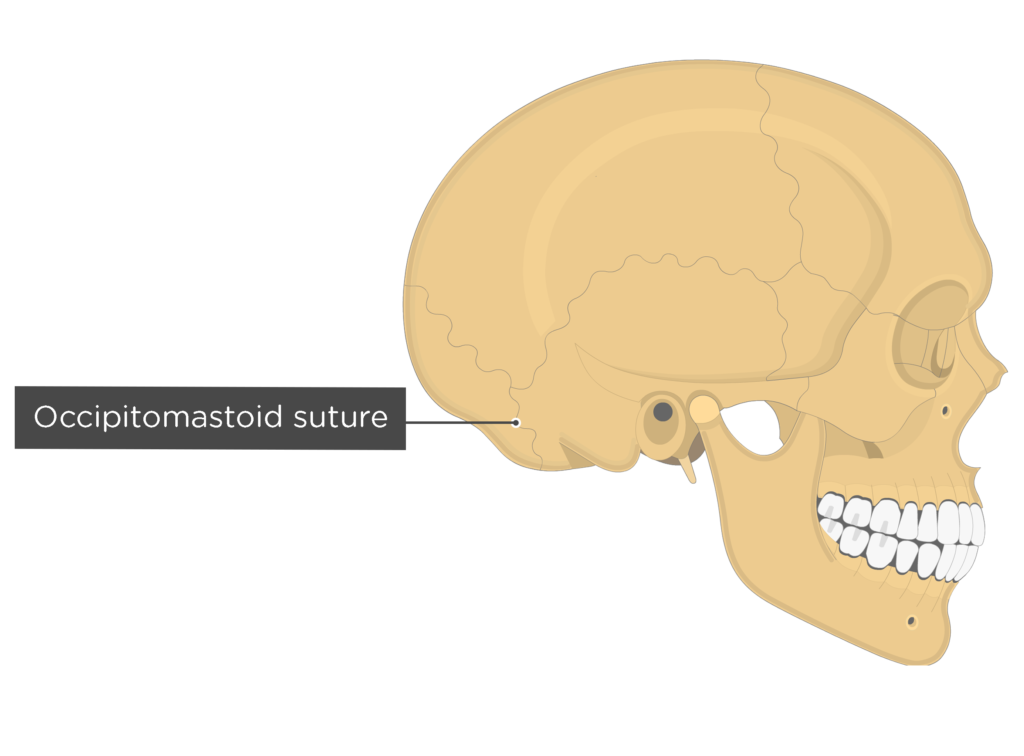 Skull Anatomy - Cranial Bone and Suture Labeled Diagram, Names, Mnemonic —  EZmed