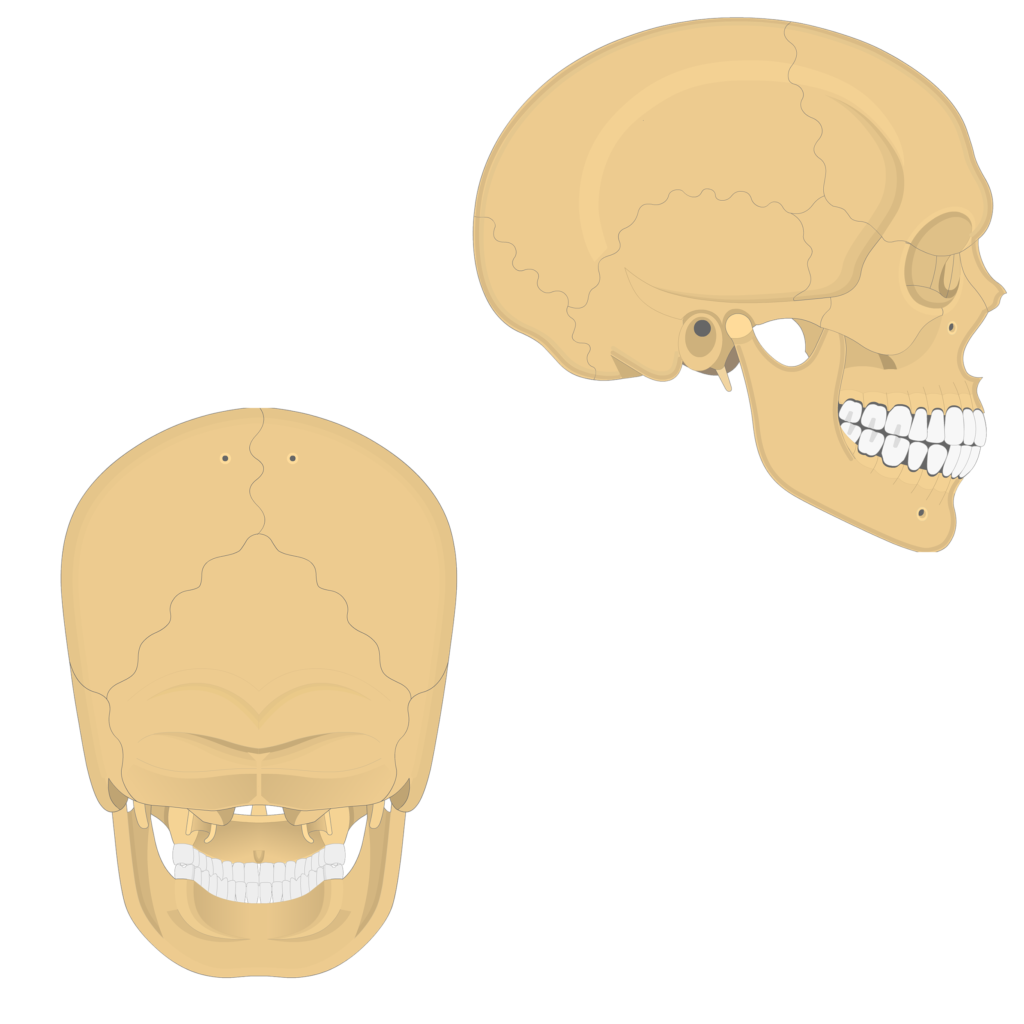 skull diagram without labels