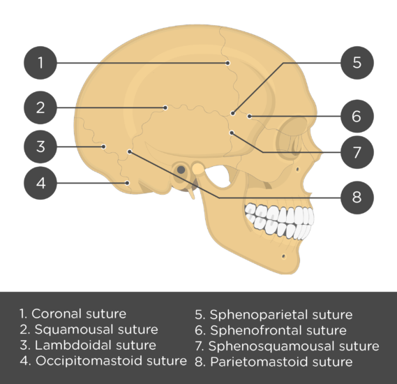 Skull Anatomy Cranial Bone And Suture Labeled Diagram 53 Off 6330