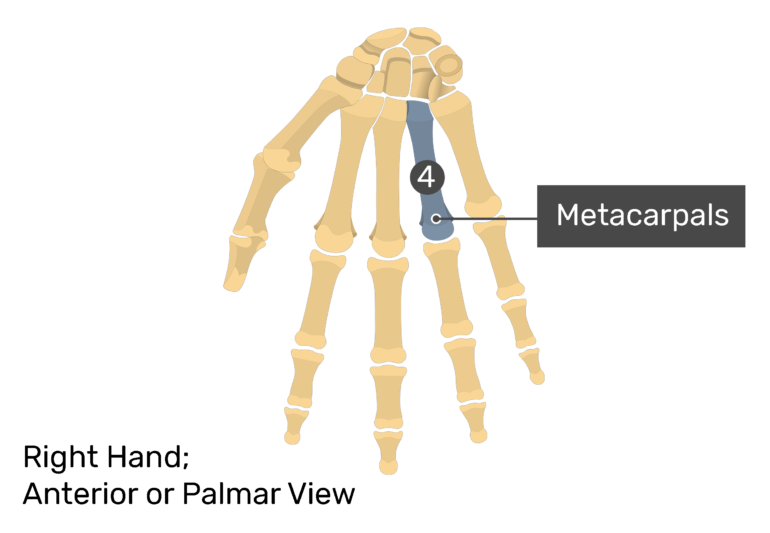 Metacarpal Bones: Anterior (Palmar) View