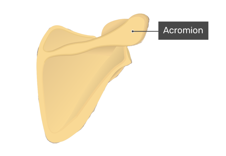 Posterior scapula with labeled acromion