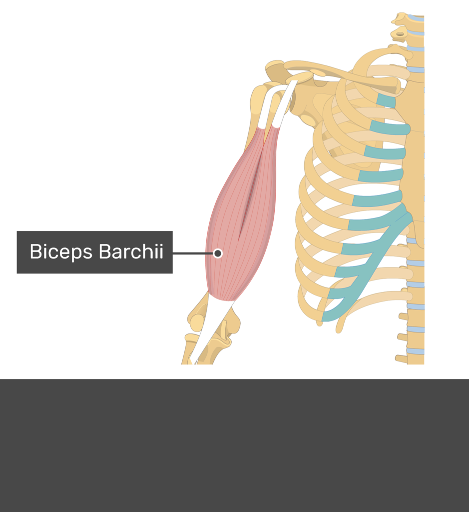 Biceps Brachii - Attachments, Action & Innervation