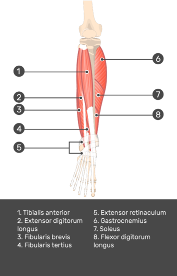 Extensor Digitorum Longus Muscle - Attachments, Actions & Innervation