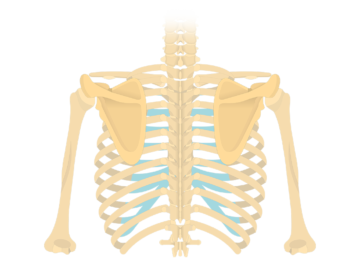 bones of the body diagram
